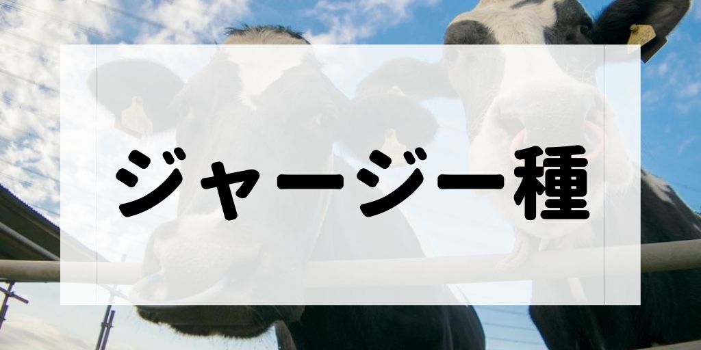 ジャージー種の特徴や代表的なブランド牛について解説する記事のアイキャッチ