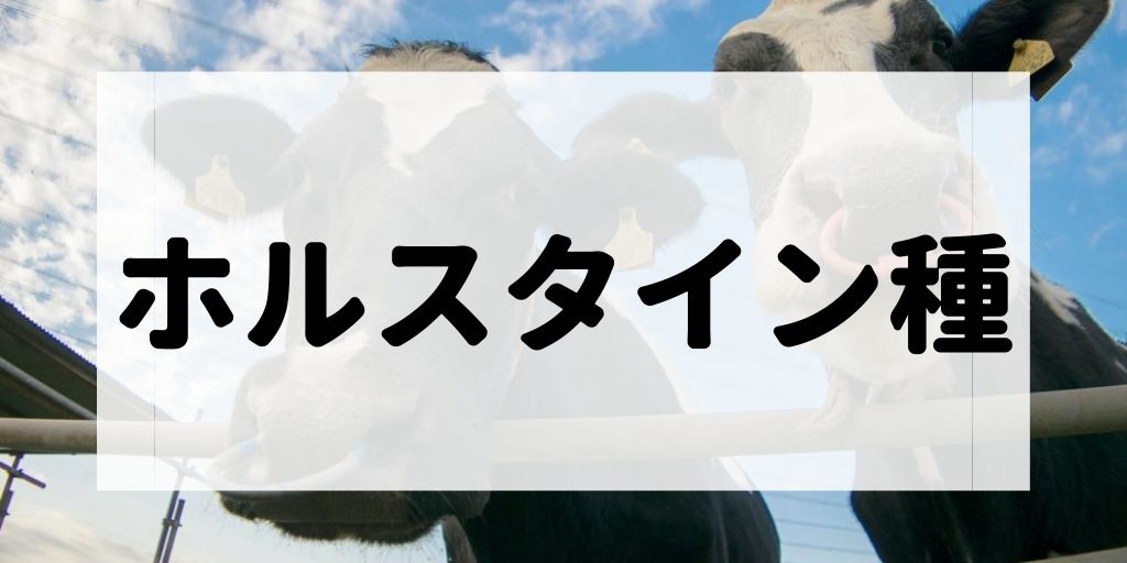 ホルスタイン種の特徴や代表的なブランド牛について解説する記事のアイキャッチ