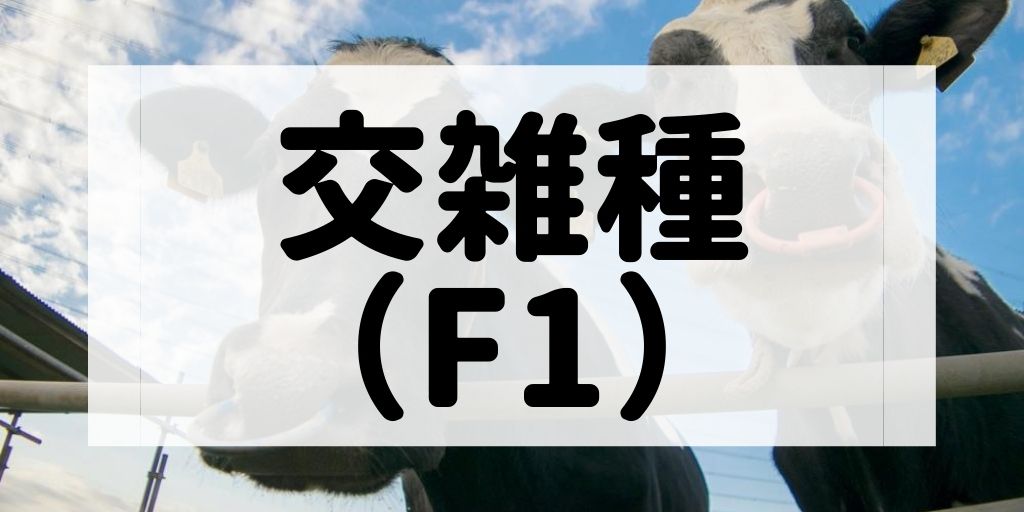 交雑種（F1）の特徴や代表的なブランド牛について解説する記事のアイキャッチ