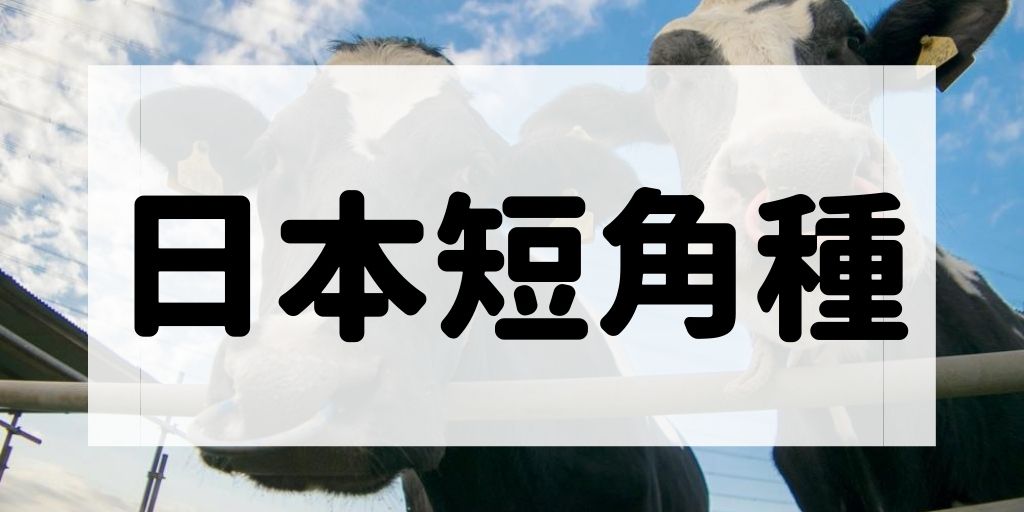 日本短角種の特徴や代表的なブランド牛について解説する記事のアイキャッチ
